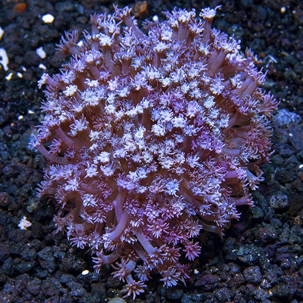 Flower Pot Coral, Blue/Purple 